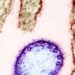 India on high alert due to virus identified as possible next pandemic