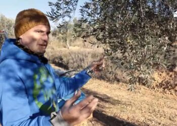 “The olive tree is cold when temperatures are below 10 degrees. When the first frosts arrive, the olive tree stops growing until the end of March”