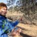 “The olive tree is cold when temperatures are below 10 degrees. When the first frosts arrive, the olive tree stops growing until the end of March”